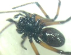 Steatoda paykulliana