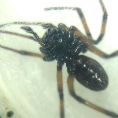 Steatoda paykulliana