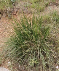 Ampelodesmos mauritanicus