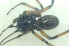 Steatoda paykulliana