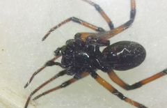 Steatoda paykulliana