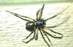 Steatoda paykulliana