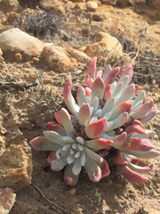 Dudleya greenei