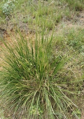 Ampelodesmos mauritanicus