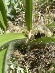 Tradescantia tharpii
