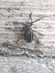 Neodorcadion bilineatum