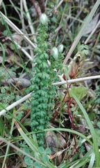 Jamesonia cheilanthoides