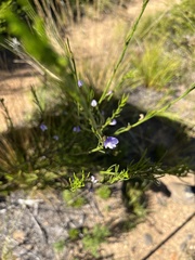 Psoralea usitata