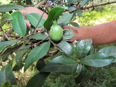 Hyperacanthus microphyllus