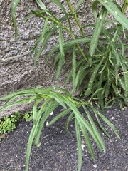 Senecio inaequidens
