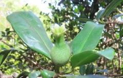 Hyperacanthus microphyllus