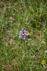 Orchis militaris