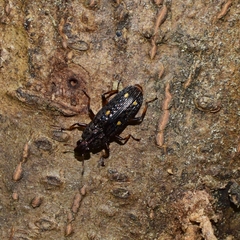 Helota gemmata