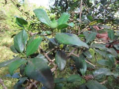 Hyperacanthus microphyllus