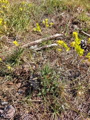 Biscutella valentina