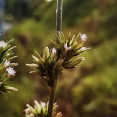 Elephantopus angustifolius