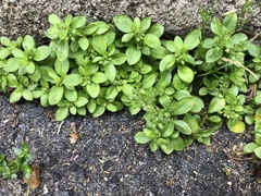 Polycarpon tetraphyllum