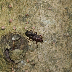 Helota gemmata