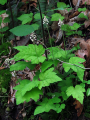 Tiarella austrina