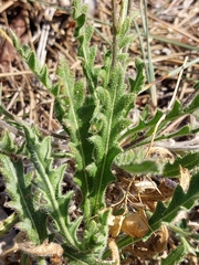 Biscutella valentina