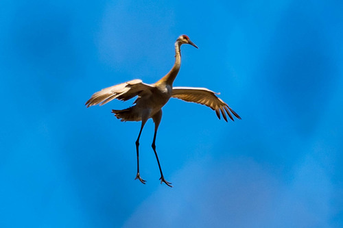 Sandhill Crane photographed in Minnesota