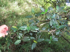 Hyperacanthus microphyllus