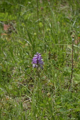 Orchis militaris