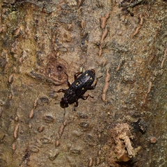 Helota gemmata