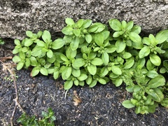 Polycarpon tetraphyllum