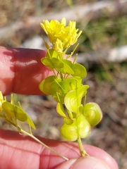 Biscutella valentina