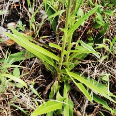 Elephantopus angustifolius