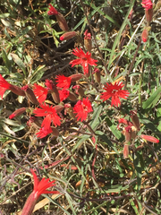 Silene laciniata laciniata