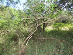 Hyperacanthus microphyllus