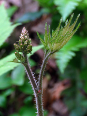 Astilbe biternata