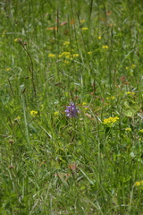 Orchis militaris