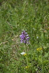 Orchis militaris