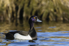 Aythya fuligula
