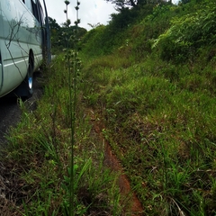 Elephantopus angustifolius