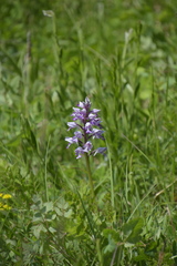 Orchis militaris