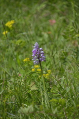 Orchis militaris