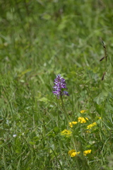 Orchis militaris