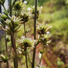 Elephantopus angustifolius
