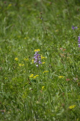 Orchis militaris