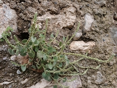 Lafuentea rotundifolia