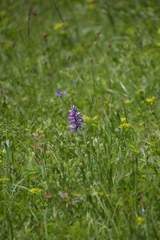 Orchis militaris