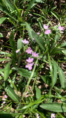 Claytonia caroliniana