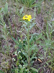 Erysimum odoratum
