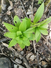 Lilium martagon