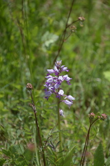 Orchis militaris