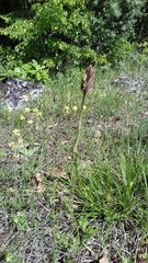 Himantoglossum comperianum